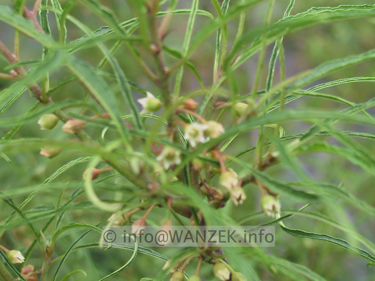 Rhamnus frangula Asplenifolia 05 Blueten.JPG